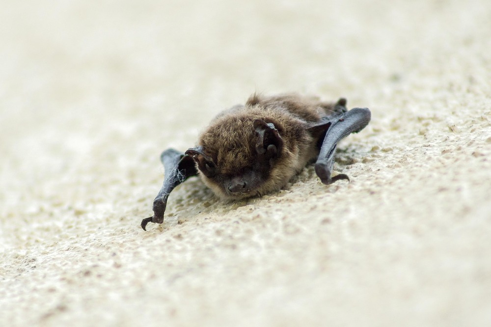 vleermuis