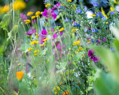 bloemen-groene-tuin-hier-min bloemen-groene-tuin-hier-min